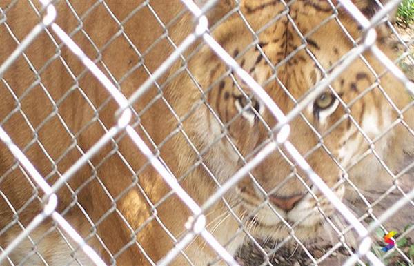 Define Enclose, Enclose Meaning, Enclose Examples, Enclose Synonyms ...