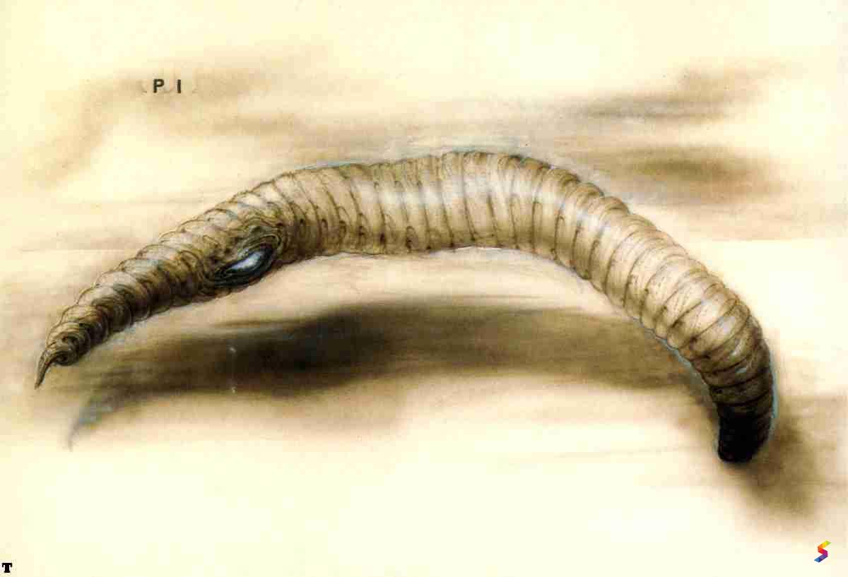 Define Worm, Worm Meaning, Worm Examples, Worm Synonyms, Worm Images, Worm Vernacular, Worm