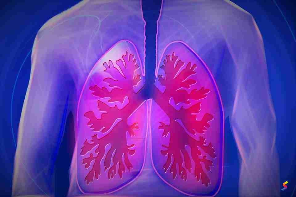 define-pulmonary-pulmonary-meaning-pulmonary-examples-pulmonary