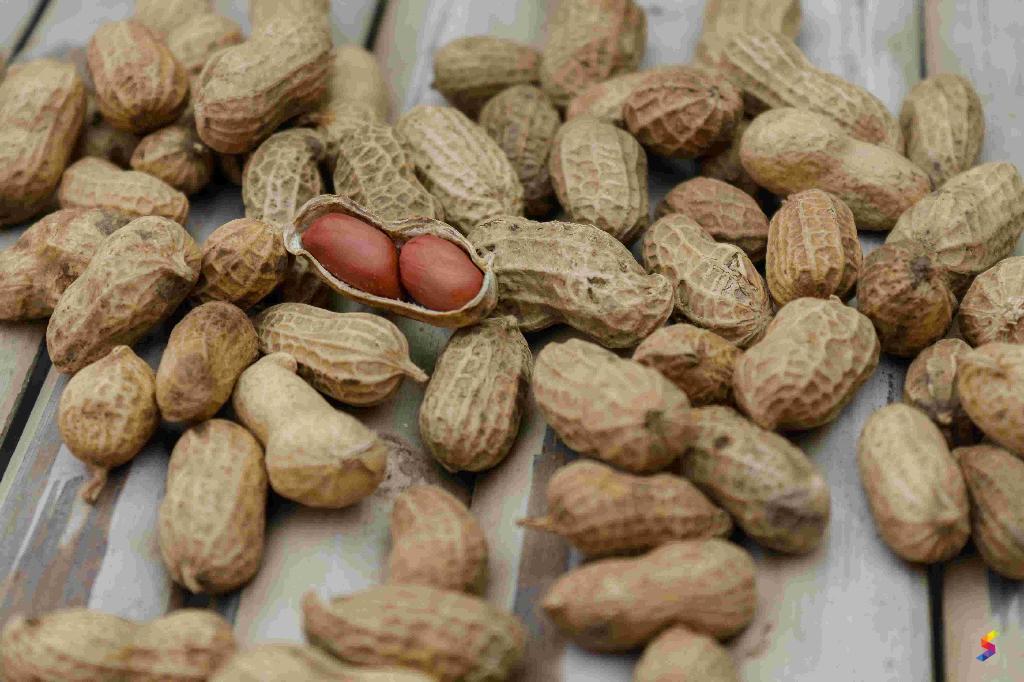 Define Peanut, Peanut Meaning, Peanut Examples, Peanut Synonyms, Peanut