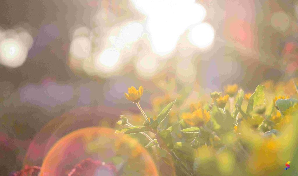 Sunshine Examples Define Sunshine, Sunshine Meaning, Sunshine Examples, Sunshine Synonyms ...