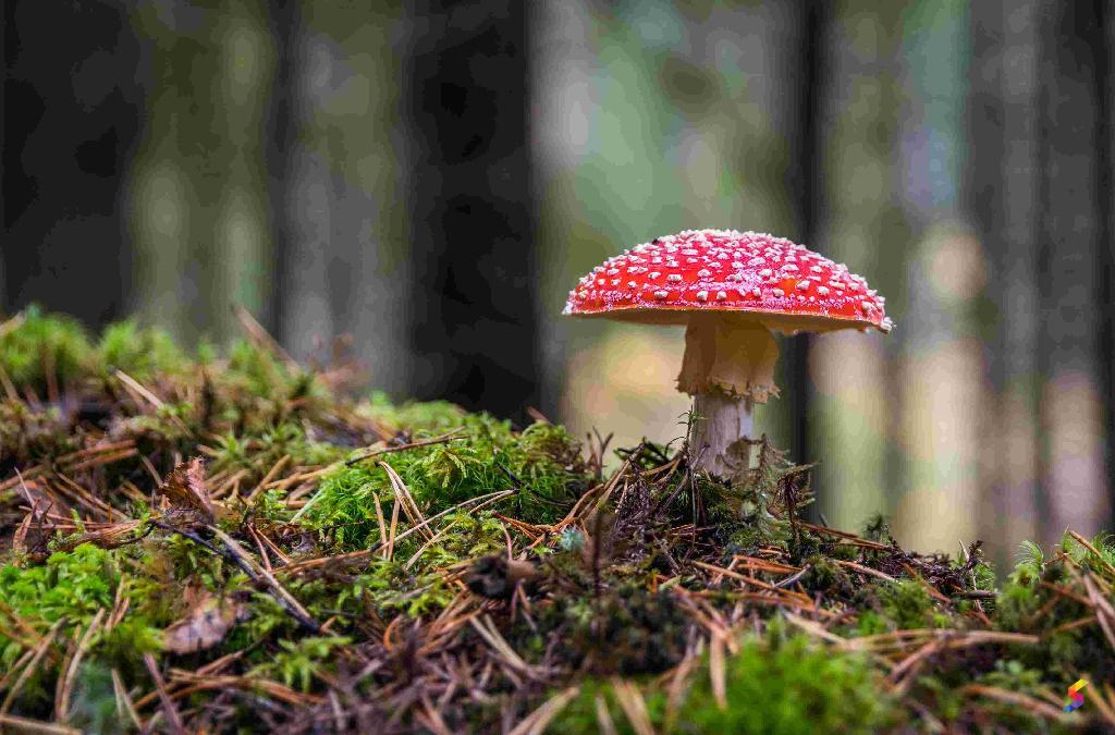 define-poisonous-poisonous-meaning-poisonous-examples-poisonous