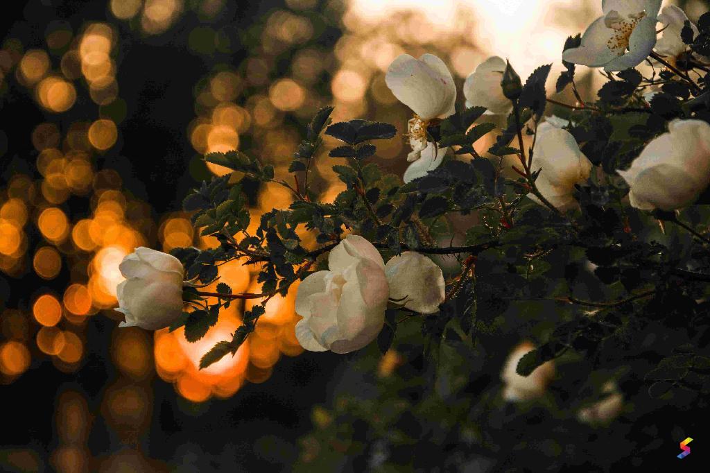 Define Spring, Spring Meaning, Spring Examples, Spring Synonyms, Spring ...