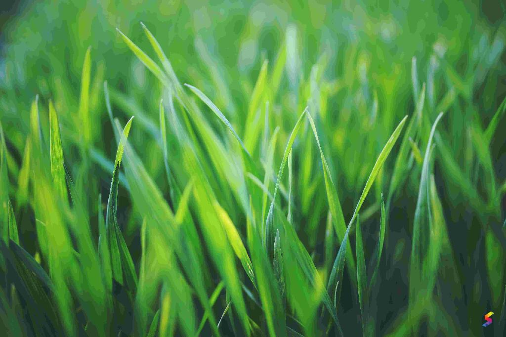 Define Grass, Grass Meaning, Grass Examples, Grass Synonyms, Grass