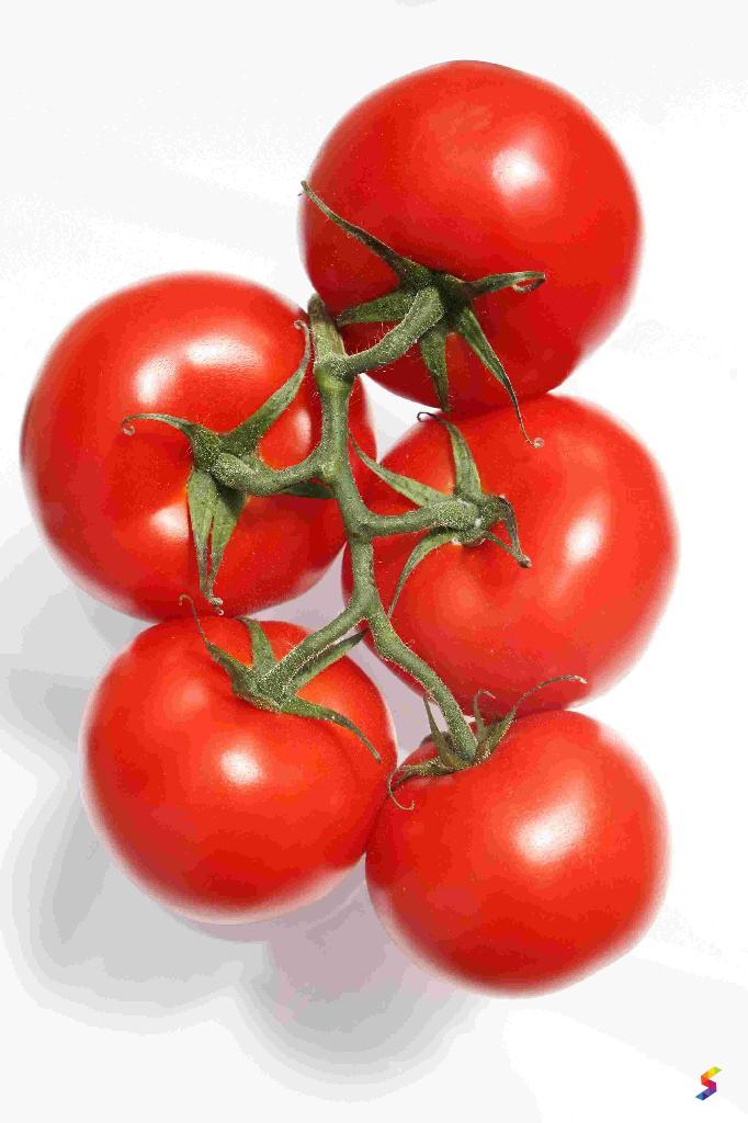 Define Tomato, Tomato Meaning, Tomato Examples, Tomato Synonyms, Tomato