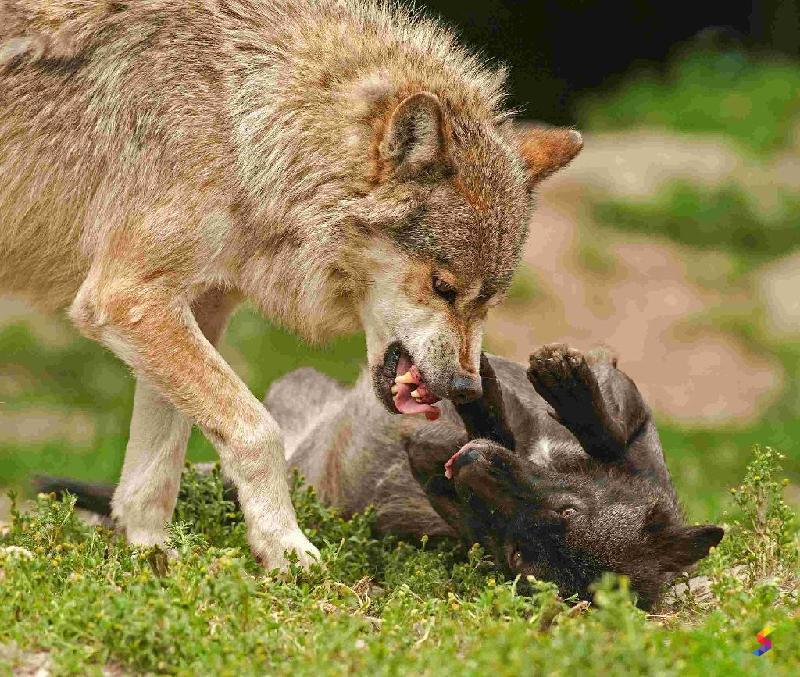 Define Prey, Prey Meaning, Prey Examples, Prey Synonyms, Prey Images, Prey Vernacular, Prey Usage, Prey Rootwords | SmartVocab Define Prey, Prey Meaning, Prey Examples, Prey Synonyms, Prey Images, Prey Vernacular, Prey Usage, Prey Rootwords | SmartVocab