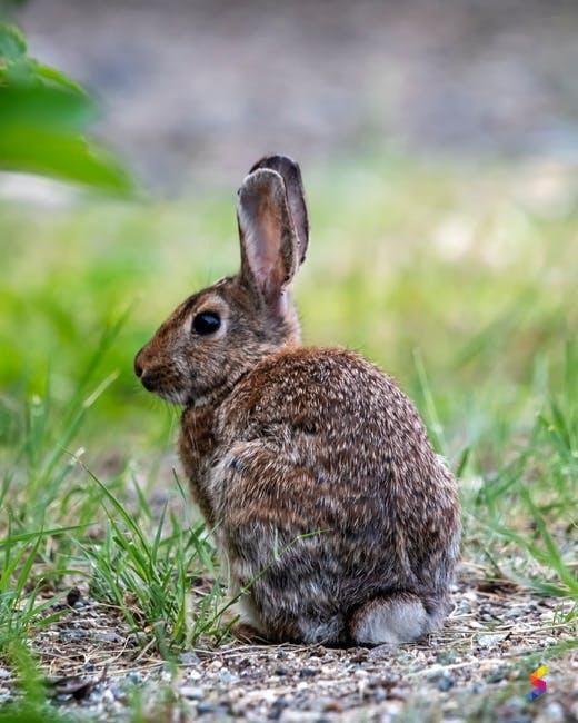 Define rabbit rabbit meaning rabbit examples rabbit synonyms rabbit