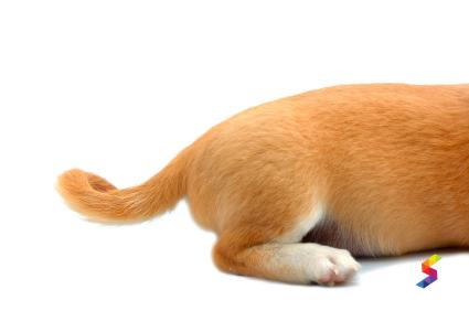 Wag Abbreviation