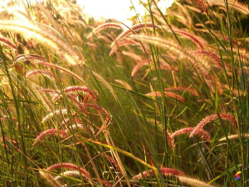 Reed Examples Define Reed, Reed Meaning, Reed Examples, Reed Synonyms, Reed Images ...