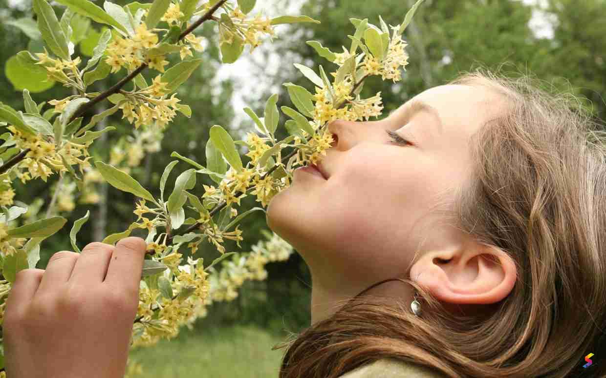 Define Fragrant, Fragrant Meaning, Fragrant Examples, Fragrant Synonyms ...