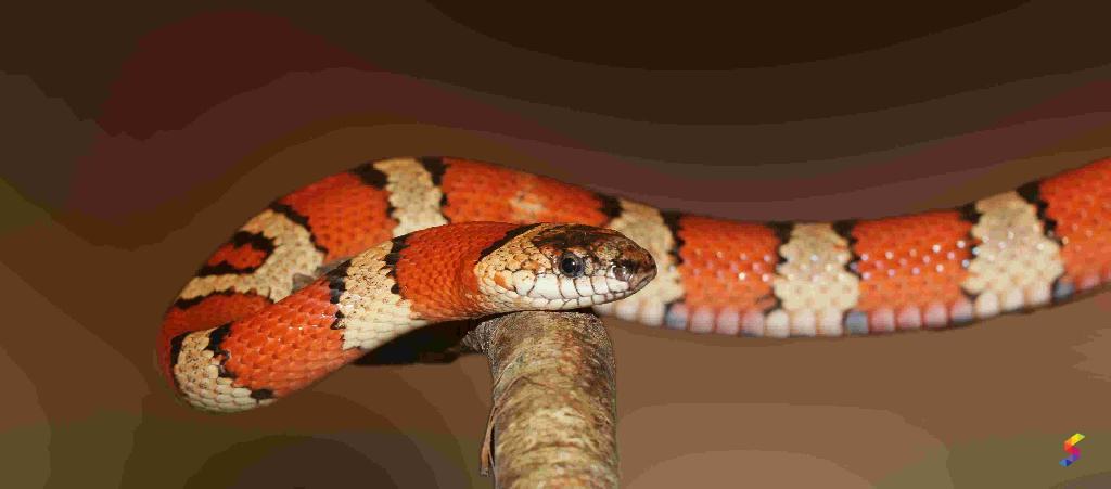 Define Snake, Snake Meaning, Snake Examples, Snake Synonyms, Snake ...