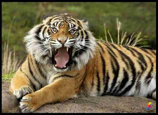 Define Ferocity, Ferocity Meaning, Ferocity Examples, Ferocity Synonyms,  Ferocity Images, Ferocity Vernacular, Ferocity Usage, Ferocity Rootwords |  SmartVocab