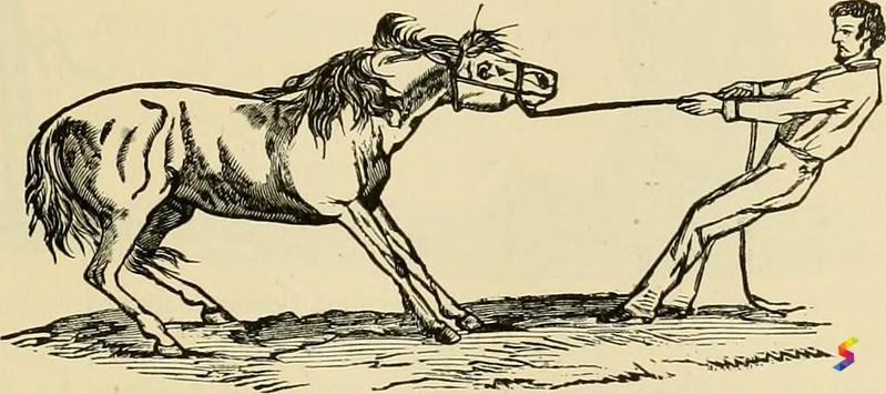 Recalcitrant Definition