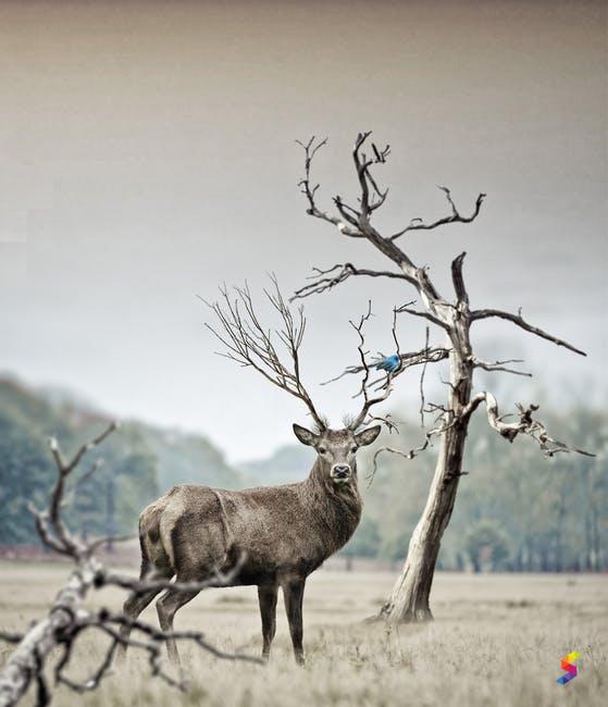 Bucks Meaning In Gujarati Define Buck Buck Meaning Buck Examples Buck