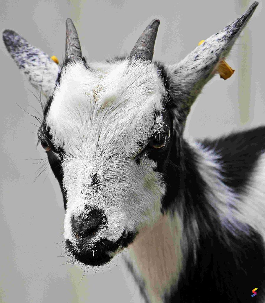 Define Goat Goat Meaning Goat Examples Goat Synonyms Goat Images Goat Vernacular Goat Usage Goat Rootwords Smartvocab