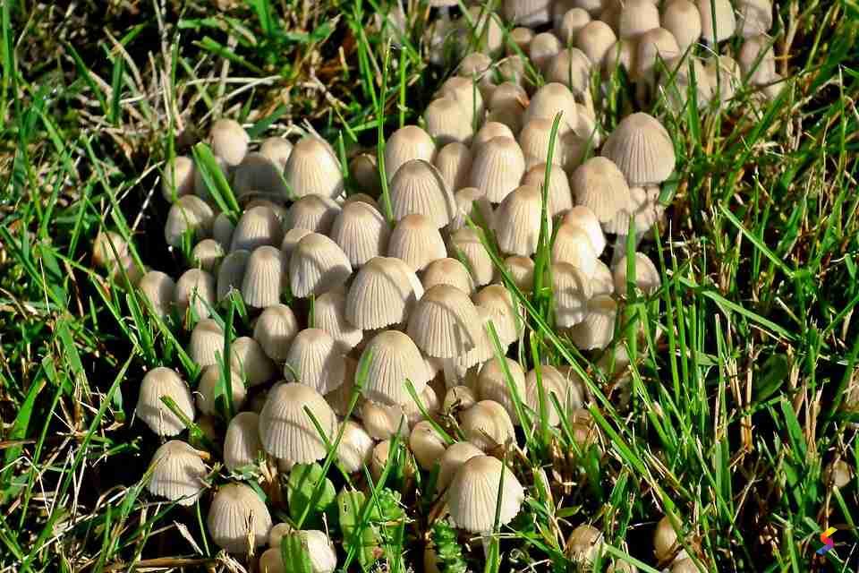 Define Inedible Inedible Meaning Inedible Examples Inedible Synonyms Inedible Images Inedible Vernacular Inedible Usage Inedible Rootwords Smartvocab