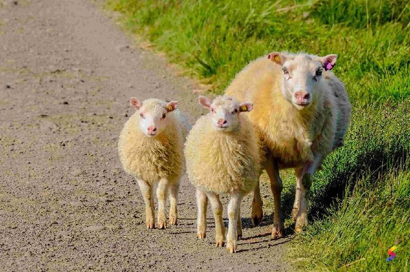 Define Lamb, Lamb Meaning, Lamb Examples, Lamb Synonyms, Lamb Images, Lamb  Vernacular, Lamb Usage, Lamb Rootwords | SmartVocab