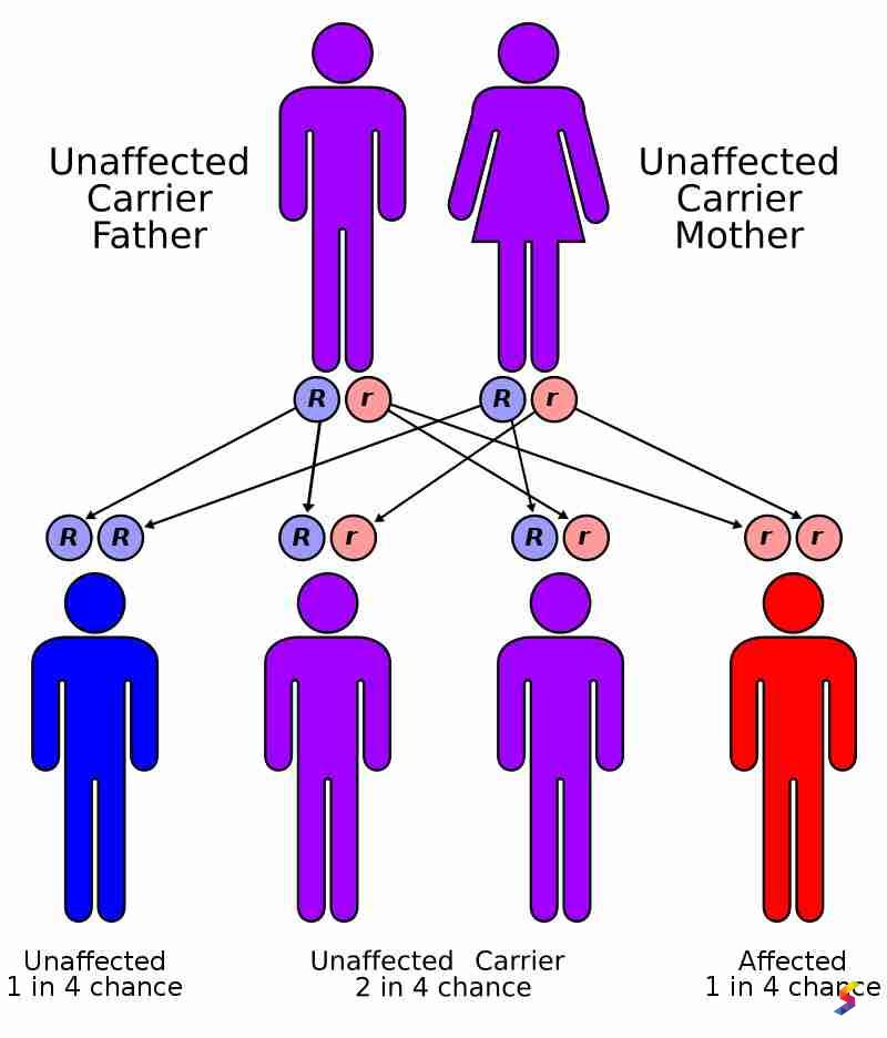 Define Heredity Heredity Meaning Heredity Examples Heredity Synonyms Define Heredity Heredity Meaning Heredity Examples Heredity Synonyms