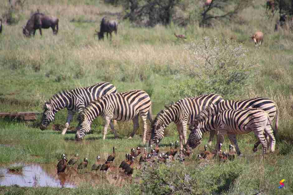 Define Herbivorous, Herbivorous Meaning, Herbivorous Examples, Herbivorous Synonyms, Herbivorous Images, Herbivorous Vernacular, Herbivorous Usage, Herbivorous Rootwords | SmartVocab Define Herbivorous, Herbivorous Meaning, Herbivorous Examples, Herbivorous Synonyms, Herbivorous Images, Herbivorous Vernacular, Herbivorous Usage, Herbivorous Rootwords | SmartVocab