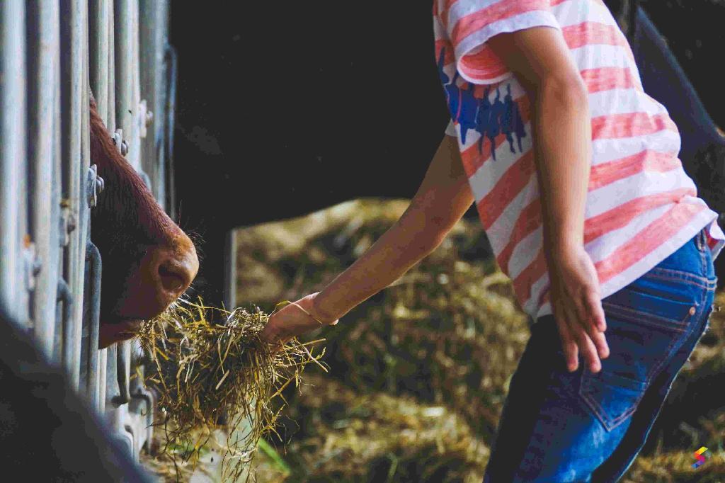 Define Fodder, Fodder Meaning, Fodder Examples, Fodder Synonyms, Fodder