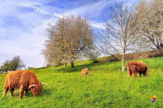 Define Graze Graze Meaning Graze Examples Graze Synonyms Graze Images Graze Vernacular Graze Usage Graze Rootwords Smartvocab