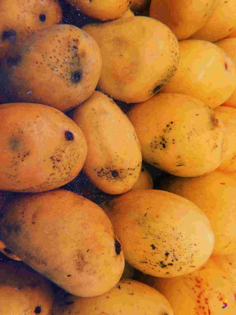 Define Mango, Mango Meaning, Mango Examples, Mango Synonyms, Mango ...