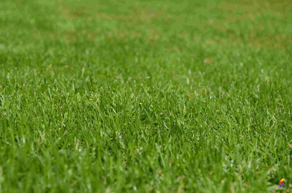 Definition grass discount