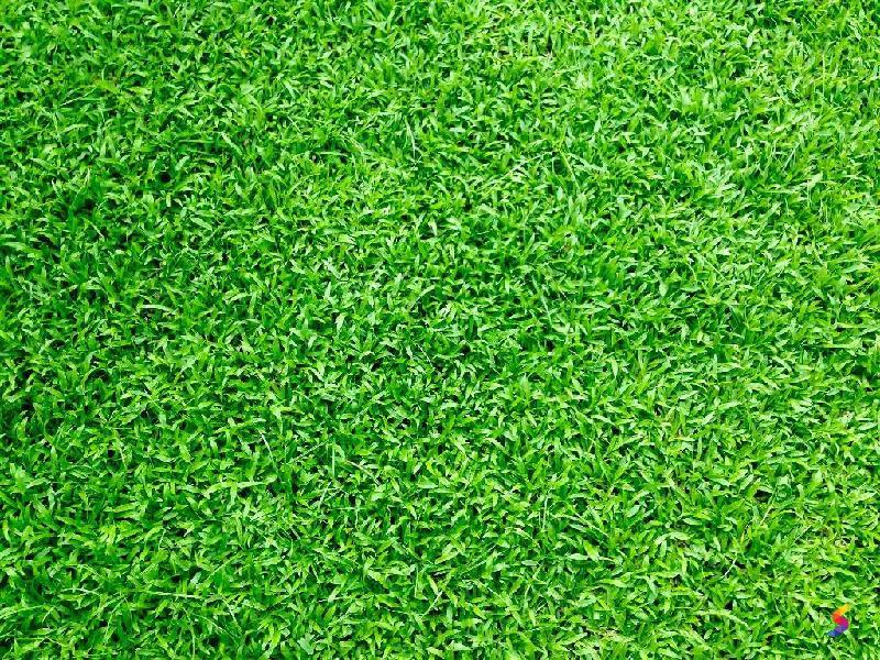 Define Grass Grass Meaning Grass Examples Grass Synonyms Grass define-grass-grass-meaning-grass-examples-grass-synonyms-grass
