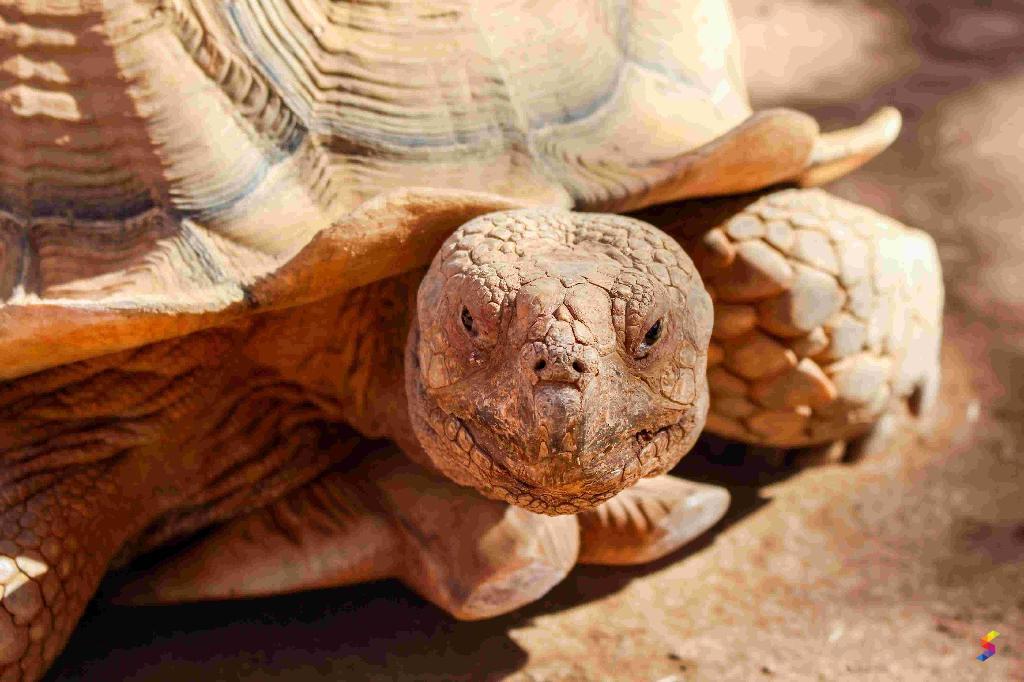 Define Tortoise Tortoise Meaning Tortoise Examples Tortoise Synonyms Define tortoise tortoise meaning tortoise examples tortoise synonyms