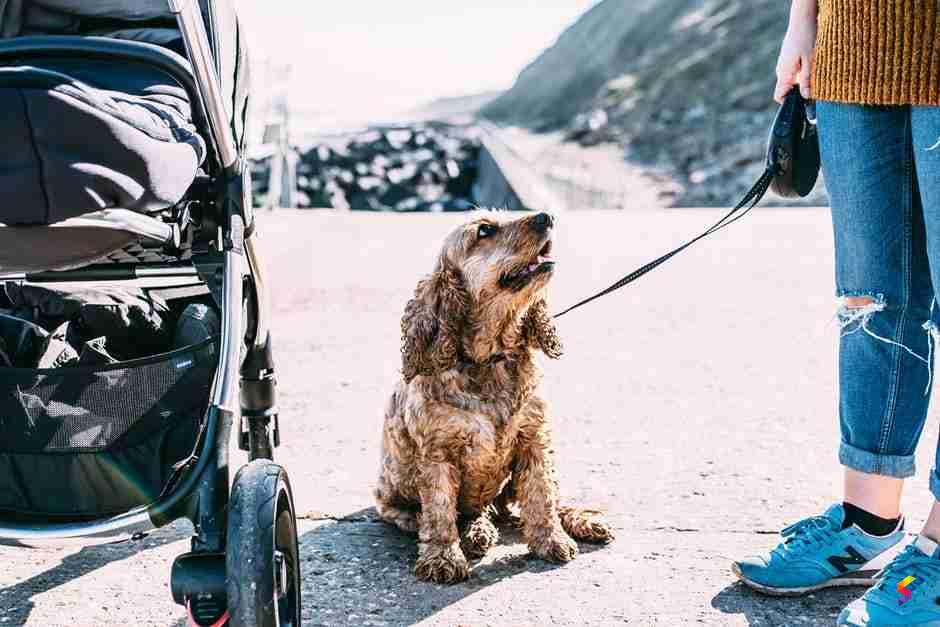 Define Leash, Leash Meaning, Leash Examples, Leash Synonyms, Leash