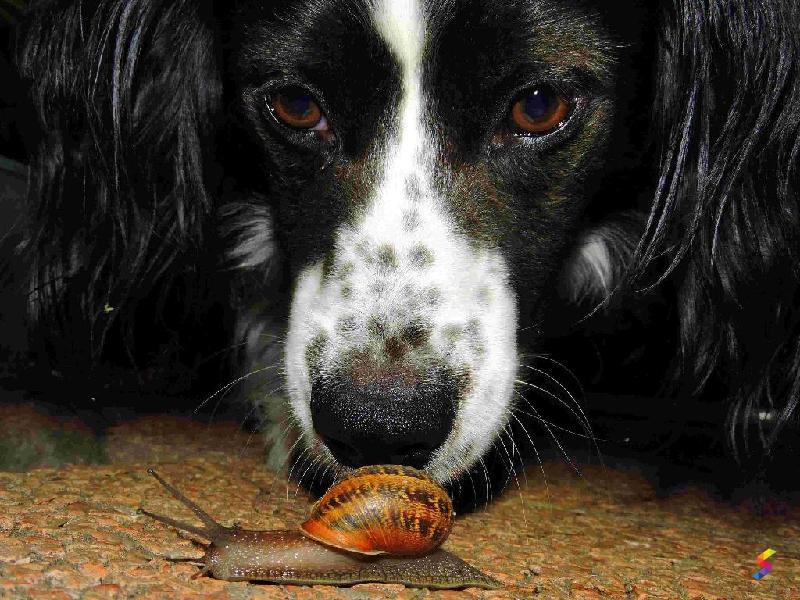 Define Snuffle, Snuffle Meaning, Snuffle Examples, Snuffle Synonyms ...