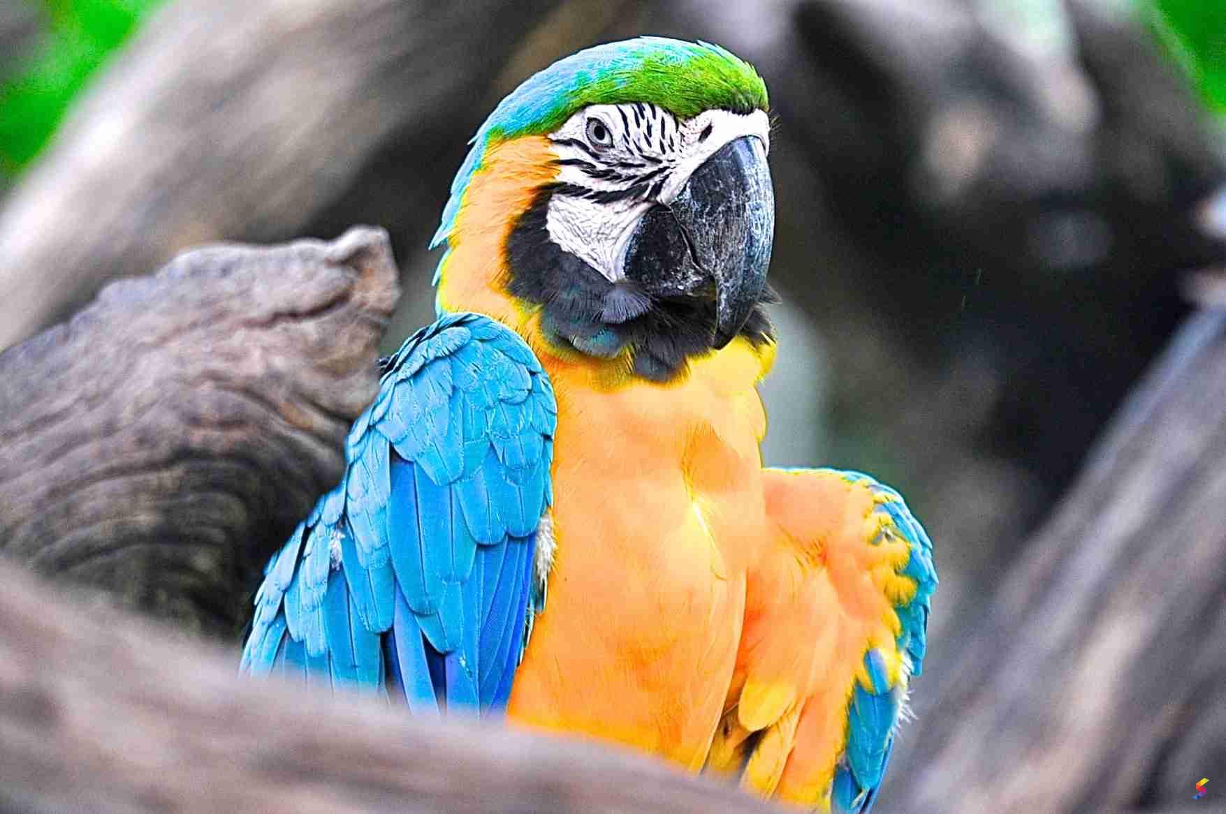 Define Fauna, Fauna Meaning, Fauna Examples, Fauna Synonyms, Fauna Images, Fauna Vernacular