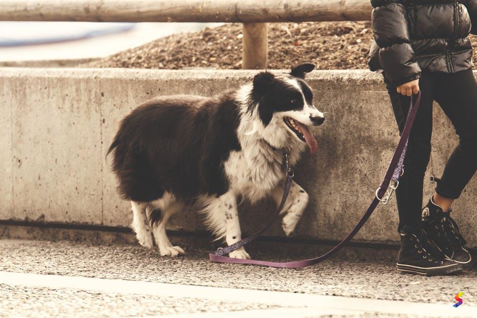 Define Leash, Leash Meaning, Leash Examples, Leash Synonyms, Leash