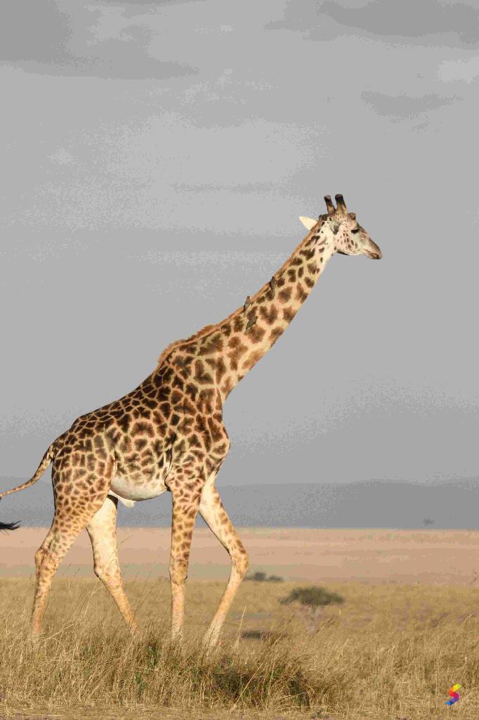 Define Quadruped, Quadruped Meaning, Quadruped Examples, Quadruped ...