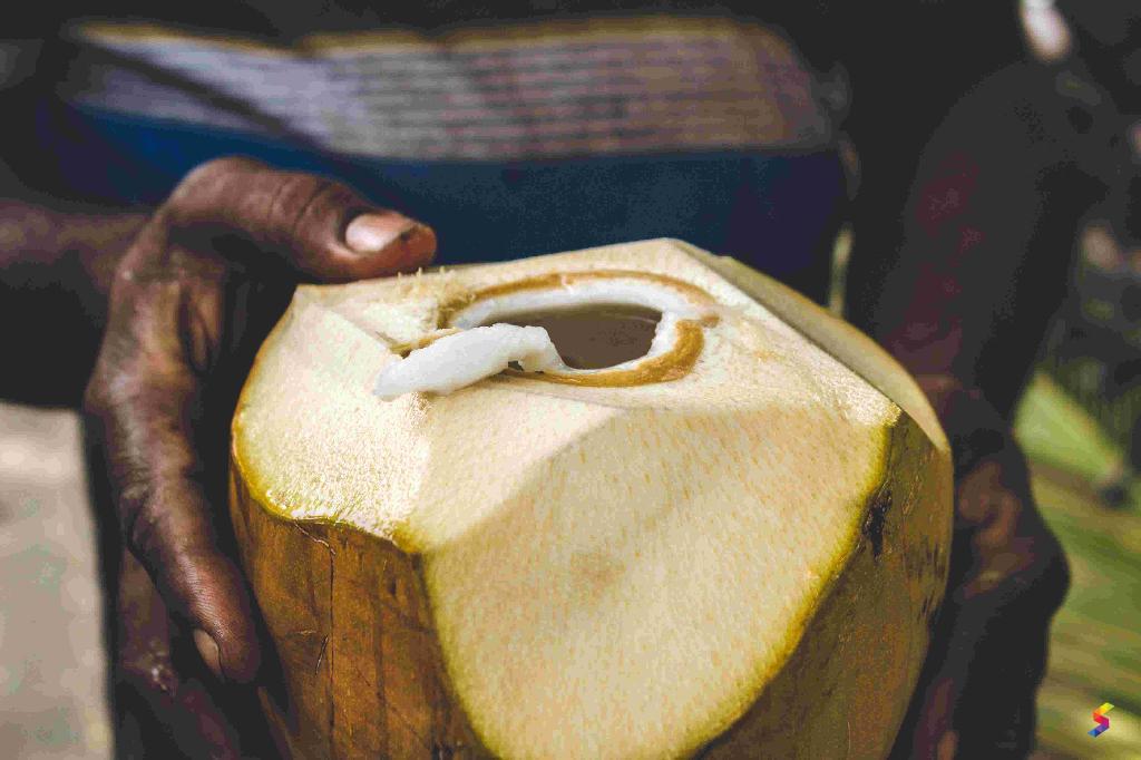 Define Coconut, Coconut Meaning, Coconut Examples, Coconut Synonyms