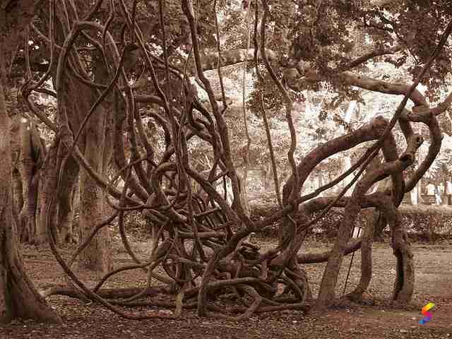 Define Entangle, Entangle Meaning, Entangle Examples, Entangle Synonyms ...