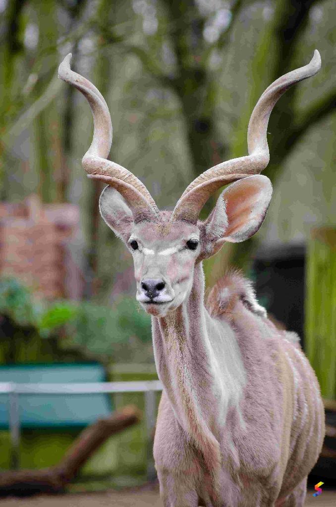 Define Horn, Horn Meaning, Horn Examples, Horn Synonyms, Horn Images