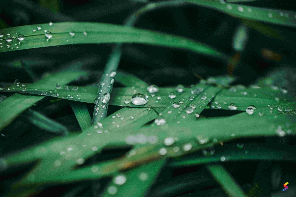 Define Damp, Damp Meaning, Damp Examples, Damp Synonyms, Damp Images