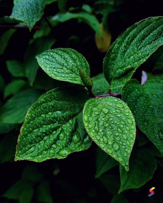 Define Mint, Mint Meaning, Mint Examples, Mint Synonyms, Mint Images