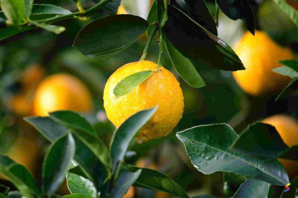 Define Fresh, Fresh Meaning, Fresh Examples, Fresh Synonyms, Fresh ...