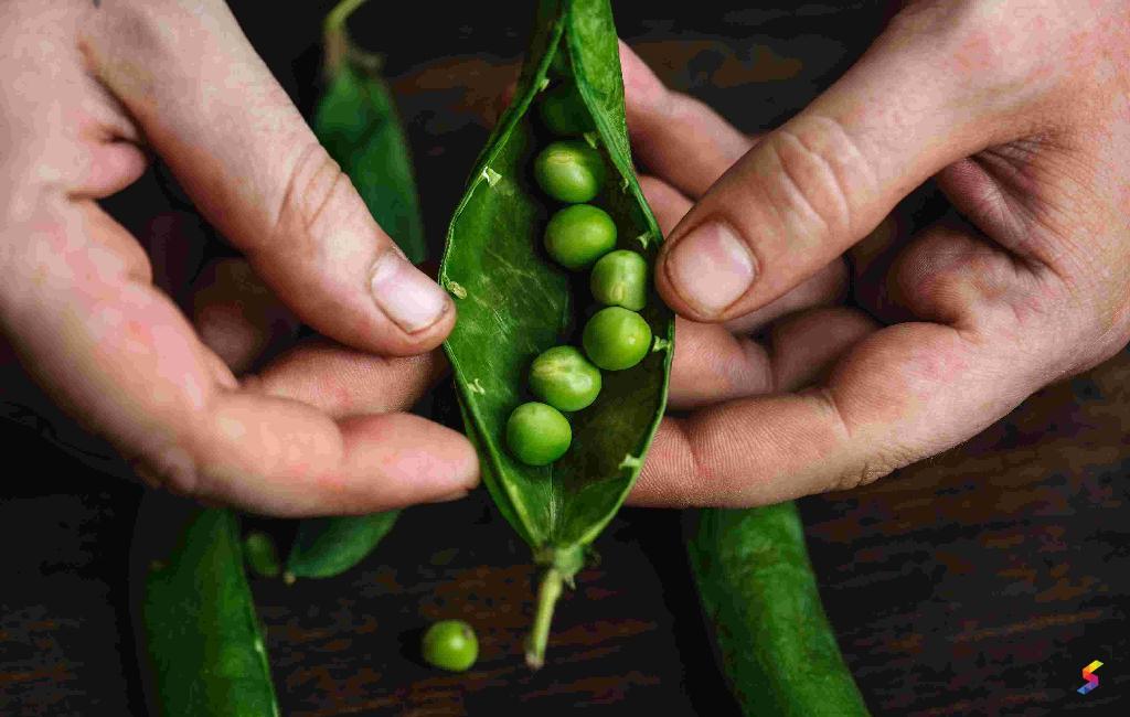 Define Pea, Pea Meaning, Pea Examples, Pea Synonyms, Pea Images, Pea