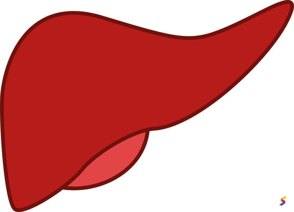 Define Liver, Liver Meaning, Liver Examples, Liver Synonyms, Liver