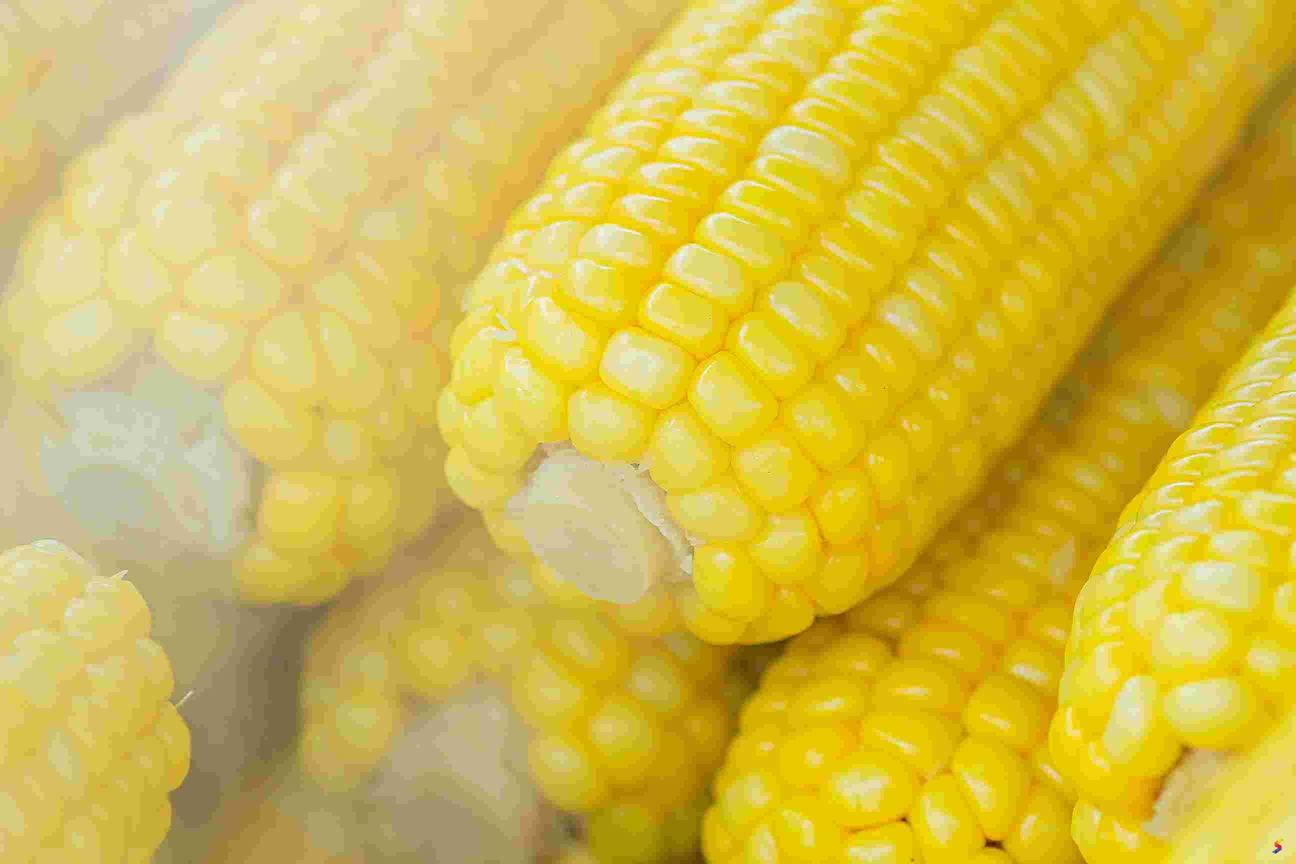 Define Corn, Corn Meaning, Corn Examples, Corn Synonyms, Corn Images