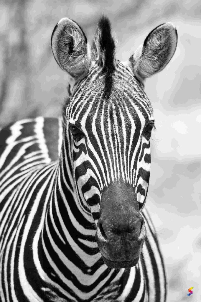 Define Zebra, Zebra Meaning, Zebra Examples, Zebra Synonyms, Zebra