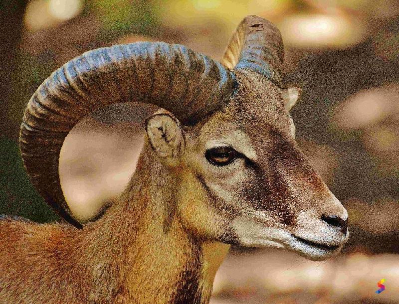 Define Horn, Horn Meaning, Horn Examples, Horn Synonyms, Horn Images ...