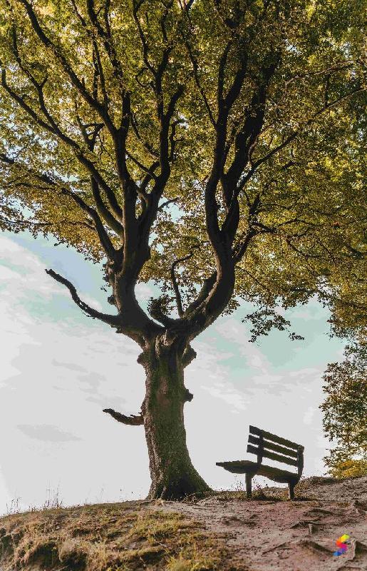 Trees Definiton Tree Define I at Joanne Tindall blog
