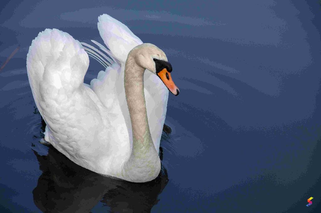 Define Swan, Swan Meaning, Swan Examples, Swan Synonyms, Swan Images