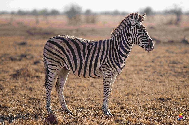 Define Zebra, Zebra Meaning, Zebra Examples, Zebra Synonyms, Zebra