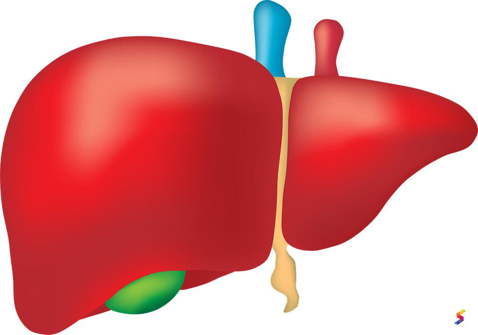 Define Liver, Liver Meaning, Liver Examples, Liver Synonyms, Liver
