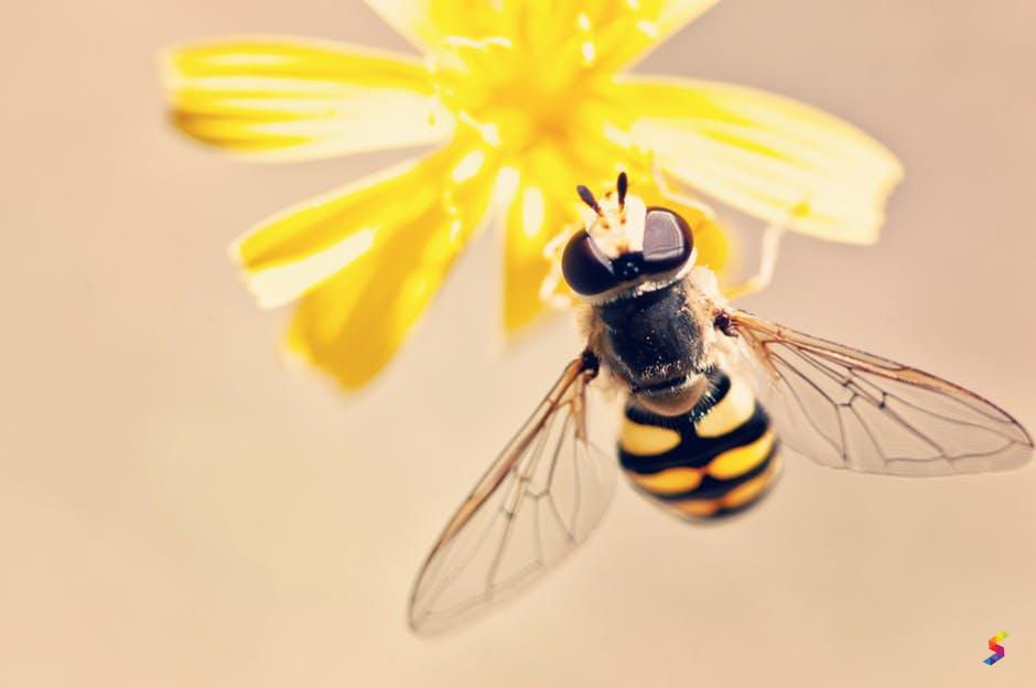 Define Nectar, Nectar Meaning, Nectar Examples, Nectar Synonyms, Nectar